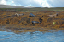 1 Seals in Dunvegan Isle of Skye  20